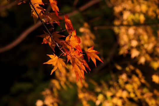 紅葉