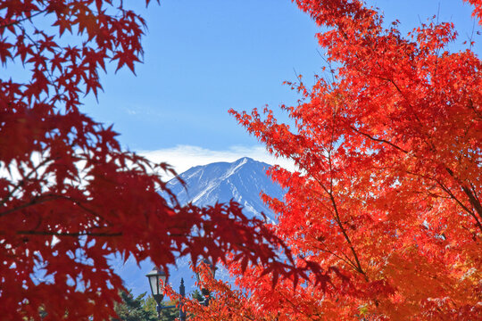 紅葉と富士山