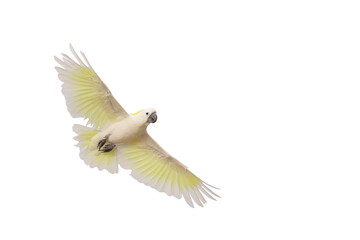 Beautiful of White cockatoo flying isolated on transparent background png file © Passakorn