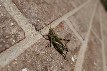 Grasshopper insect close-up on side of brick wall at angle