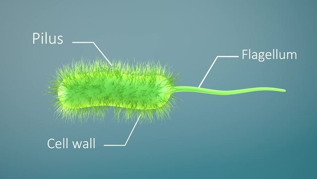 bacteria bacillus 3d render animation loop. prokaryote microorganism with flagellum that can be used to represent microbiology cell probiotics and pathogen cells such as lactobacillus or salmonella