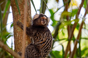 Sagui-de-tufo-branco, sagui-do-nordeste, mico-estrela ou sagui-comum