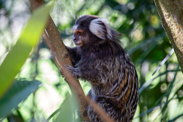 Sagui-de-tufo-branco, sagui-do-nordeste, mico-estrela ou sagui-comum