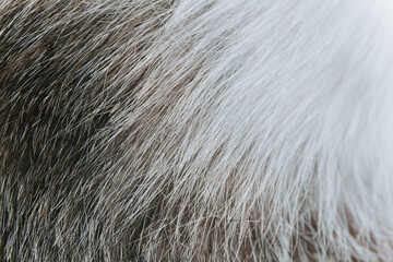 Macro shot of black and white cat fur texture