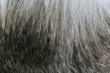 Macro shot of black and white cat fur texture