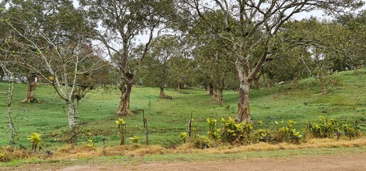 paddock with trees