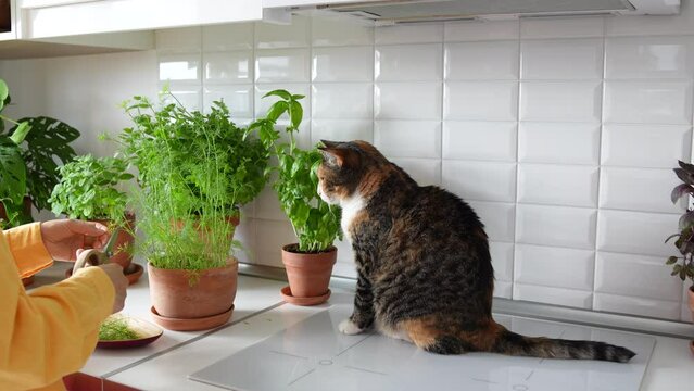 Woman cutting potted greenery dill on kitchen at home, playing with cat sitting near. Pet looking at plant hitting paw. Girl trying to feed tabby cat. Growing plants for culinary. Animals maintenance.