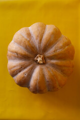 pumpkins on a studio and yellow background