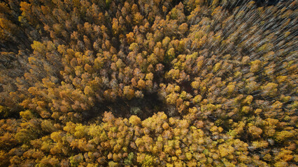 the birch forest of autumn from the sky