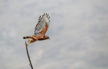 Red shouldered hawk taking off from a narrow branch near lake Perris, California