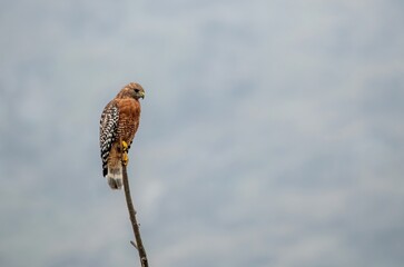 Beautiful red shouldered hawk perched on a narrow branch surveying the environment