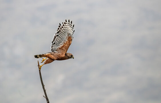 Red Shouldered Hawk Taking Off From A Narrow Branch Near Lake Perris, California