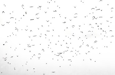 Abstract black and white picture of a flock of small birds flying in the distance showing different wing patterns