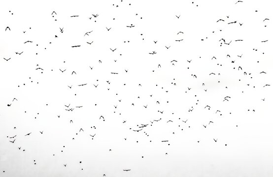 Abstract black and white picture of a flock of small birds flying in the distance showing different wing patterns
