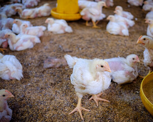 kuningan west java,the atmosphere of a broiler farm eating at noon   