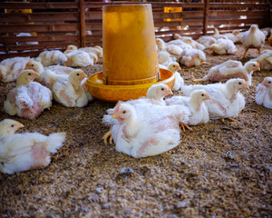 kuningan west java,the atmosphere of a broiler farm eating at noon   