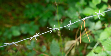 Barbed wire in green forest. Danger zone