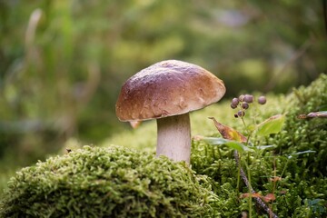 Bolete mushroom growing in the woods