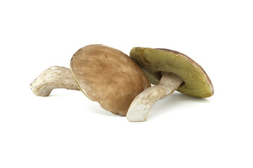 Wild Boletus edulis mushroom over white background