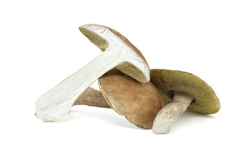 Wild King bolete or cep mushroom over white