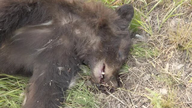 Black bear roadkill