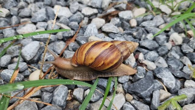 snail crawls on rock  slowly crawling along a gravel country road. Wild nature.
