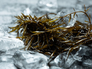 Sea weed fusiforme, Seasoned Seaweed  © mnimage