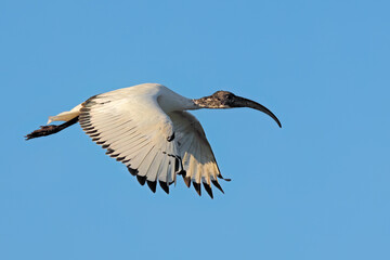 An African sacred Ibis (Threskiornis aethiopicus) in flight with open wings, South Africa.