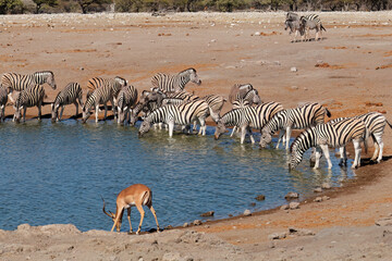 Fototapeta na wymiar Plains zebras and a impala antelope at a waterhole, Etosha National Park, Namibia.
