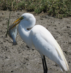 Great White Egret with a Halibut