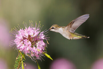 Rufous Hummingbird feeding from a Rocky Mountain Bee Plant
