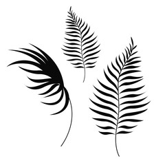 Obraz premium Vector hand drawn collection of tropical leaves