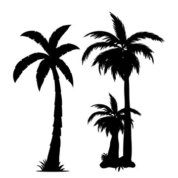 Vector palm tree silhouette on white