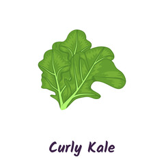 Curly kale, dark green leafy vegetable. Leaf cabbage vector illustration.
