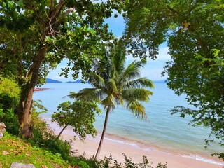 High-angle shot looking down on the beach, sea and coconut trees.
