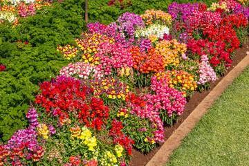 Snapdragons divided by a strip of parsley in a garden bed at a flower festival in Toowoomba in...