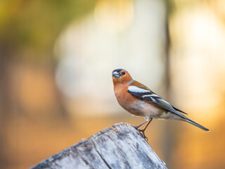 Common chaffinch, Fringilla coelebs, sits on a tree. Common chaffinch in wildlife.