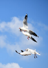 Seagulls flying in the blue sky, chasing after food to eat at Bangpu, Thailand.