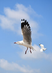 Seagulls flying in the blue sky, chasing after food to eat at Bangpu, Thailand.