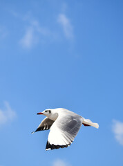 Seagulls flying in the blue sky, chasing after food to eat at Bangpu, Thailand.