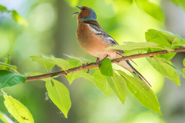 Common chaffinch, Fringilla coelebs, sits on a branch in spring on green background. Common chaffinch in wildlife.