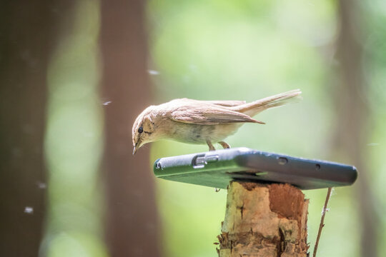 Common chiffchaff, lat. phylloscopus collybita, sitting on branch of bush in spring and looking for food