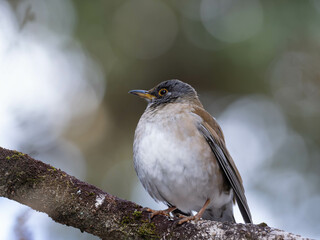 森の枝のシロハラ