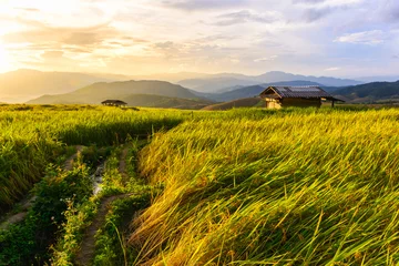 Zelfklevend Fotobehang Rice field in beautiful sunset sky background, rice terrace in Chiang mai Thailand. © torjrtrx