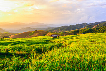 Obraz premium Rice field in beautiful sunset sky background, rice terrace in Chiang mai Thailand.