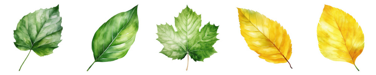 set of watercolor leaves illustrations isolated on transparent background