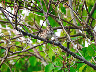 Savannah sparrow bird perched on bare tree branch