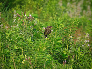 Red-winged blackbird perched on a wildflower vegetation