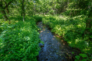 Fototapeta na wymiar 緑の森を流れる清らかな渓流