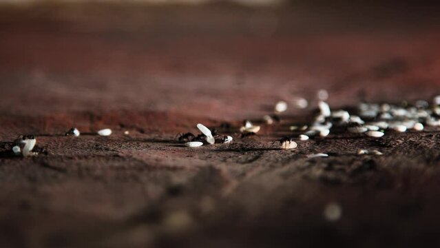 hundreds of ants walking on the concrete floor in the city while carrying rice grains in a row towards their anthill